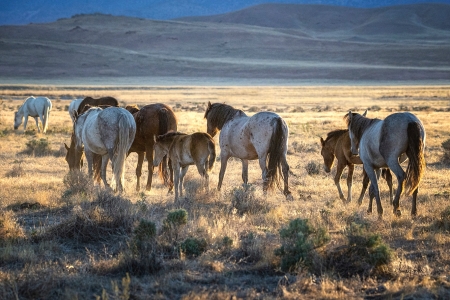 Morning Stroll by artist Claire Porter